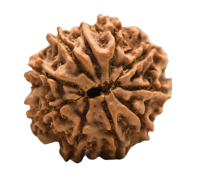 10 Mukhi Rudraksha